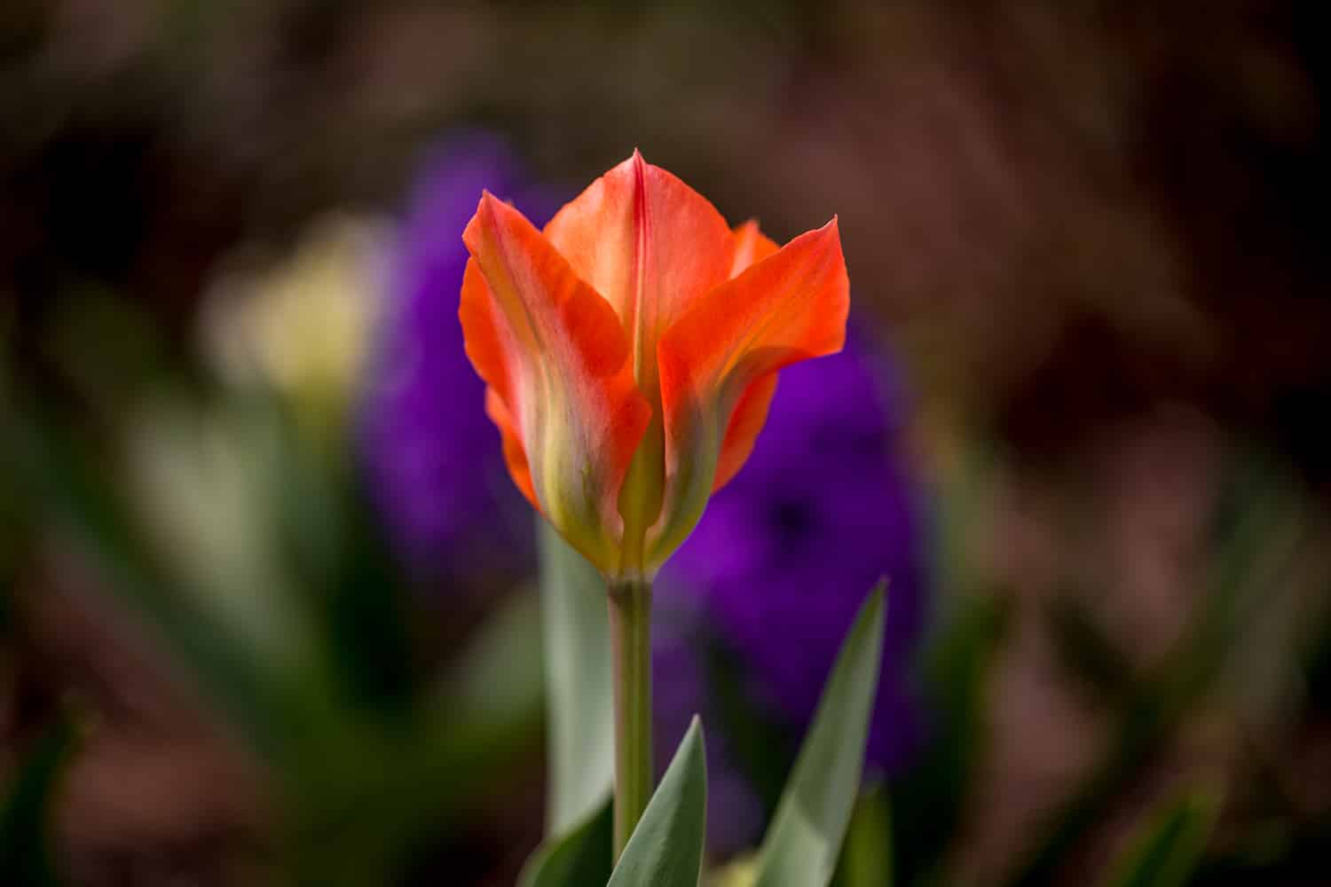 Orange and purple flower