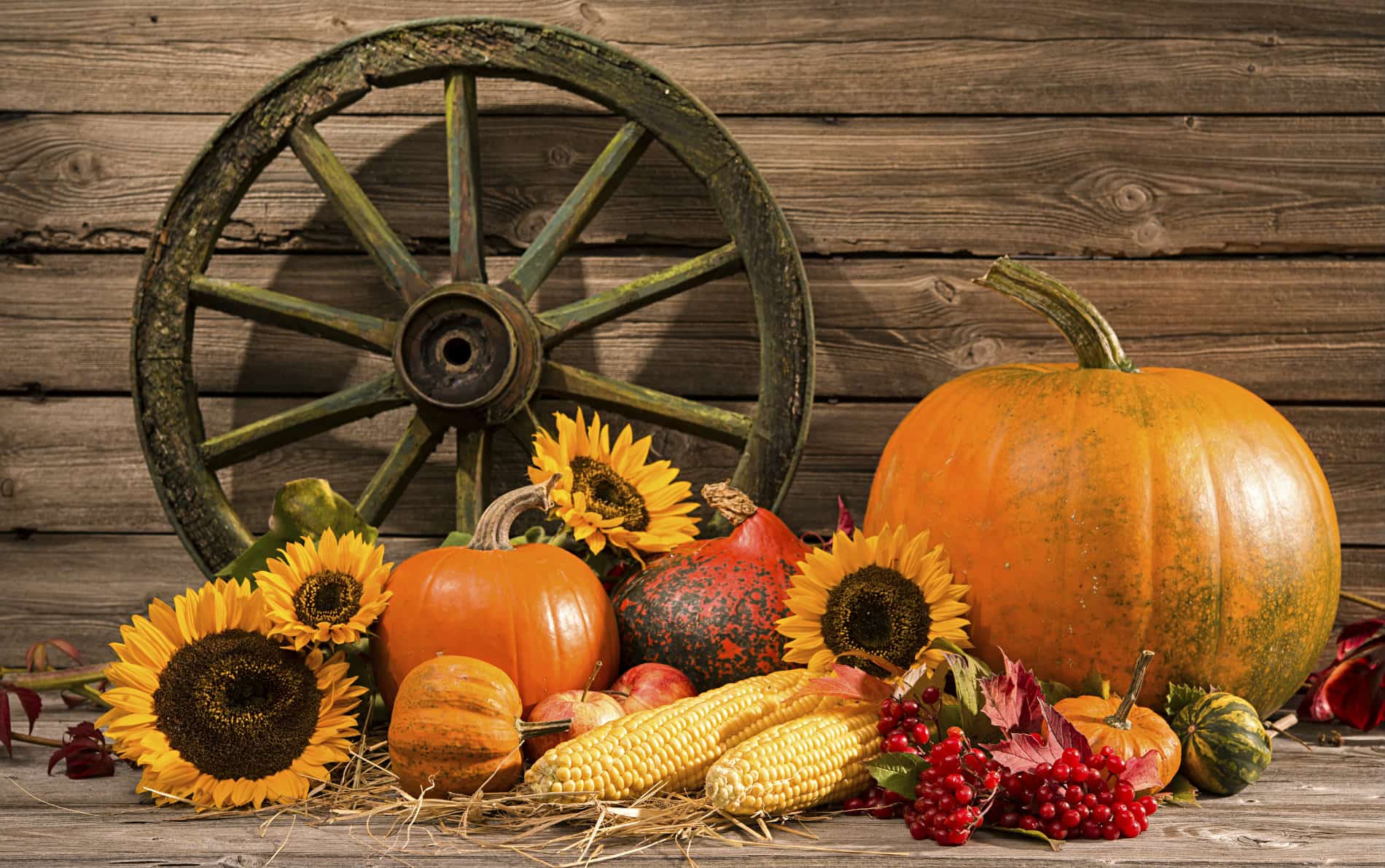 Brown wooden wall with wooden spoke wheel in front of orange pumpkin, yellow corn, red berries and yellow sunflowers