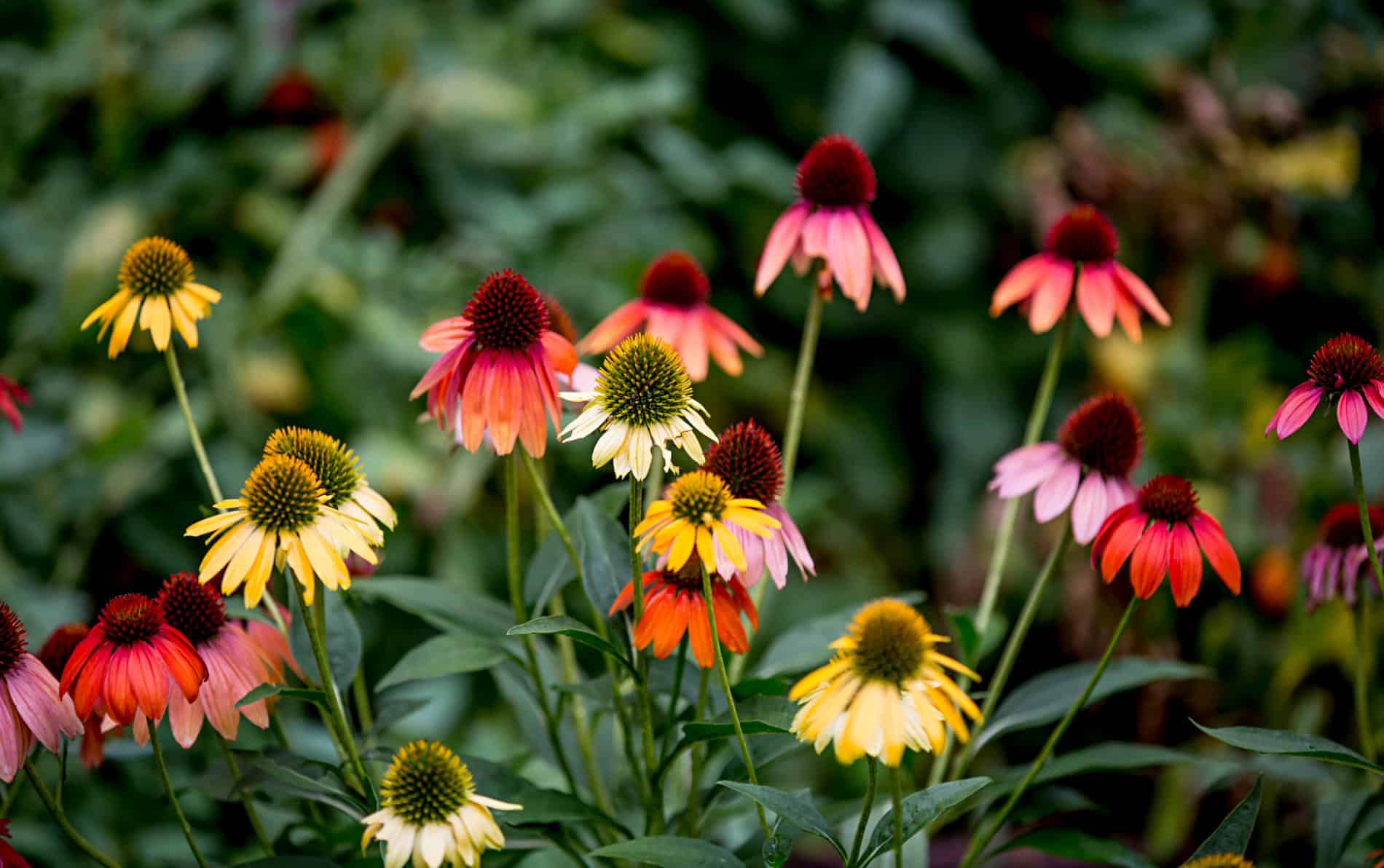 Large assortment of red, orange and yellow daisy like flowers with long green stems