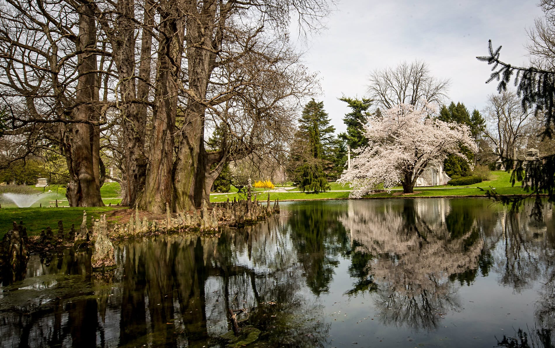 Lake in a park reflecting leafless trees, tall green pine trees and white flowering trees