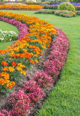 Colorful Flowerbeds Winding Grass Pathway in a Formal Garden