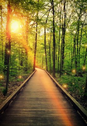 A wooden boardwalk through the woods