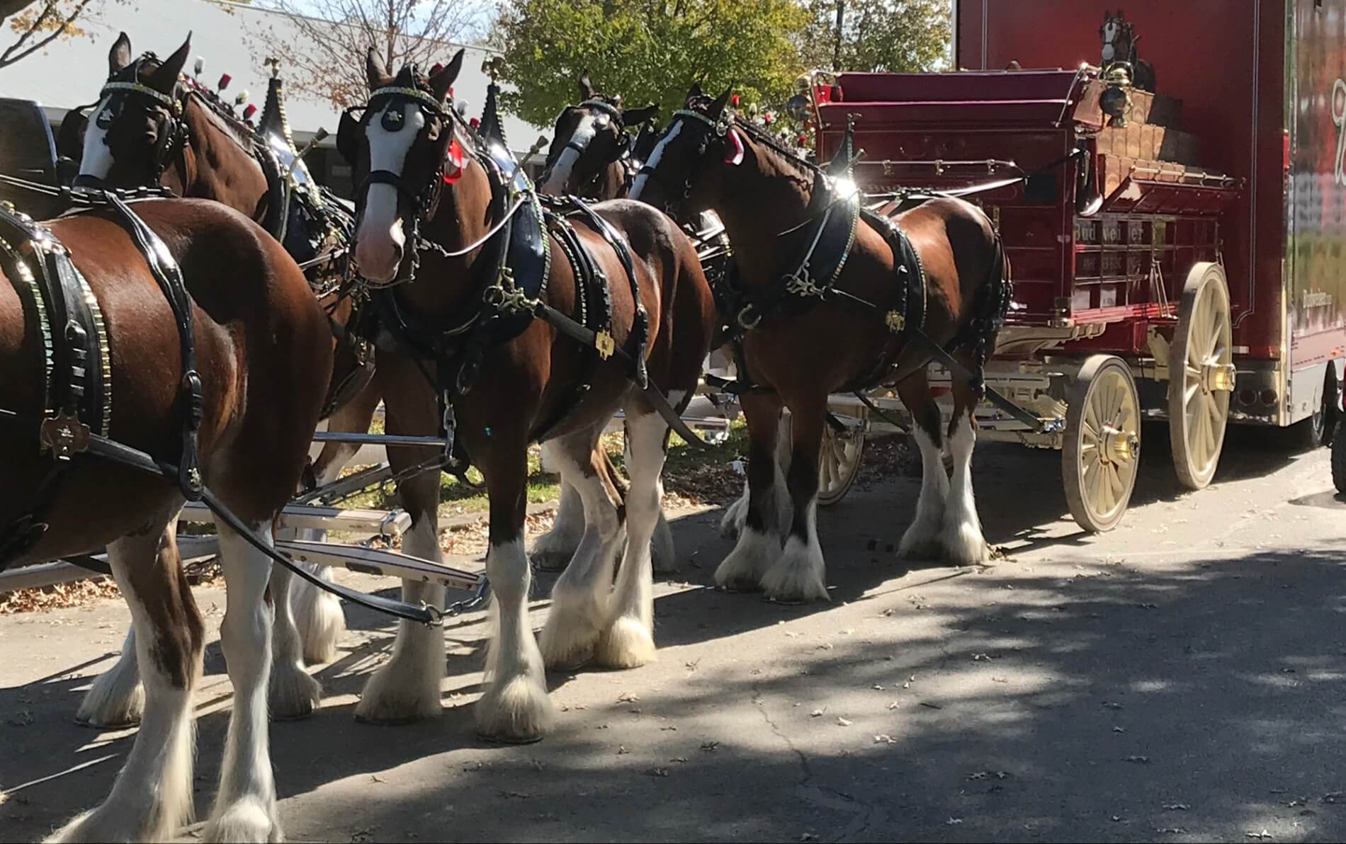 Picture of 5 brown and white horses pulling a red wagon