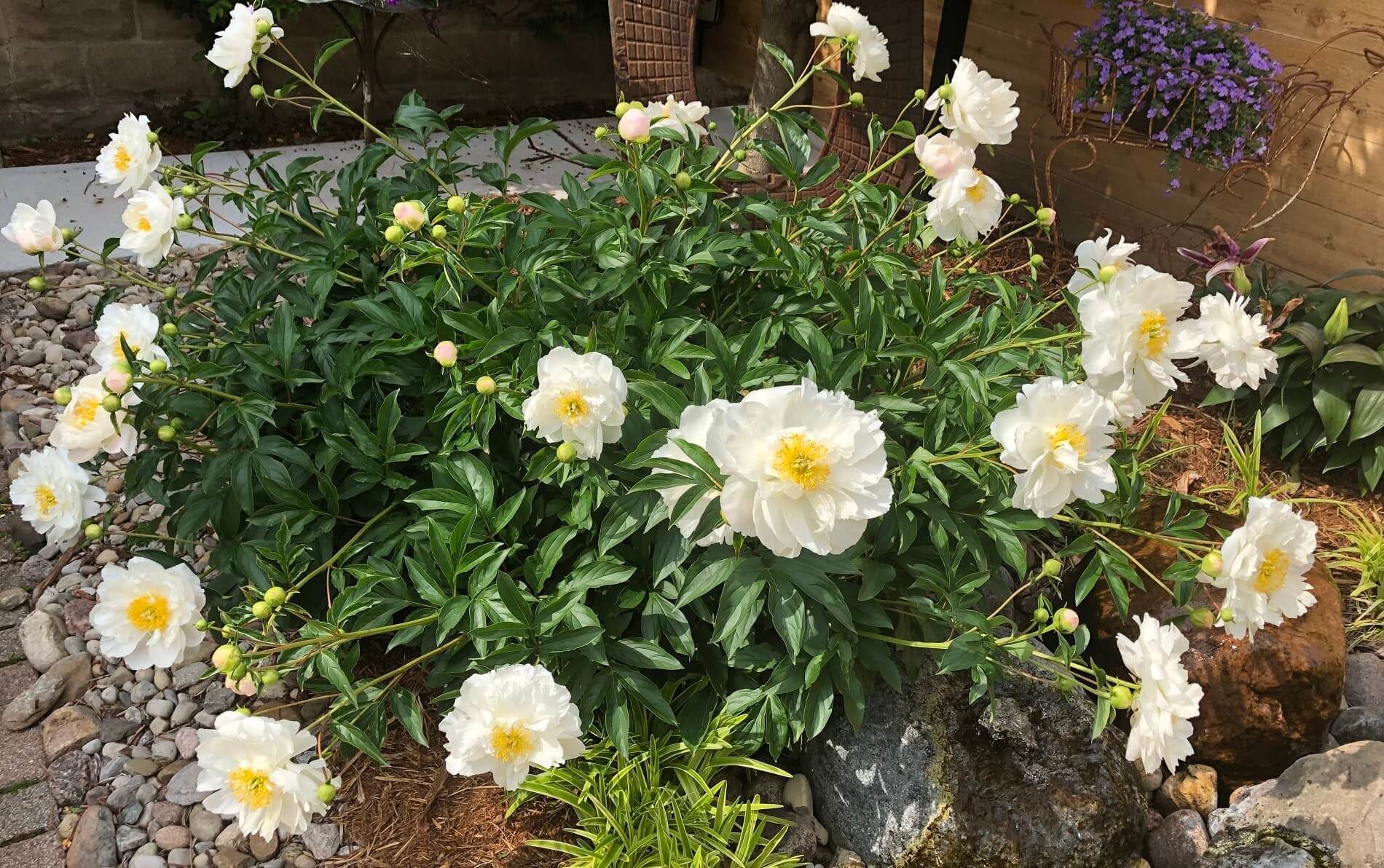 Large green flowering plant with white flowers and yellow centers