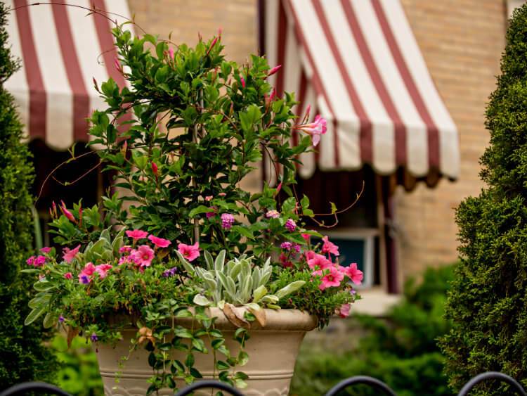 Large flower pot with bright pink flowers in front of Brick house with red and tan striped window awnings