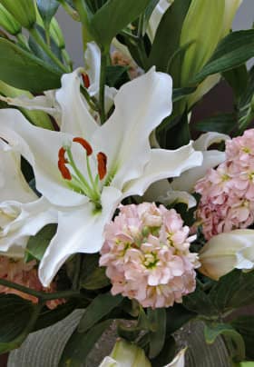 Large white lily flower with green and orange center surrounded by pink hydrangeas with green leaves