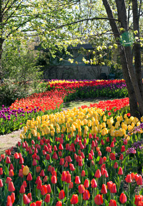 Park with a concrete sidewalk surrounded by red, yellow, and purple tulips