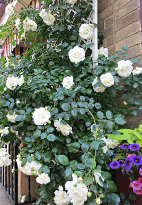 Tan brick building with a white trellis containing climbing white roses with green leaves